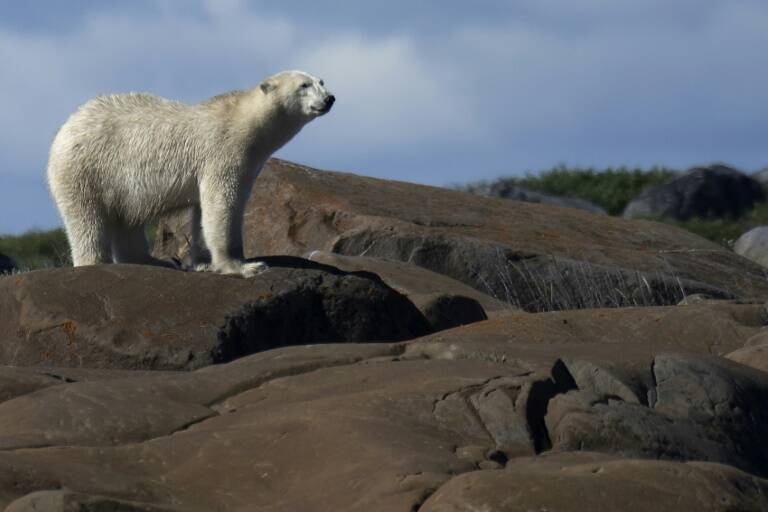 Canad,ecologa,medioambiente,naturaleza,clima,animales