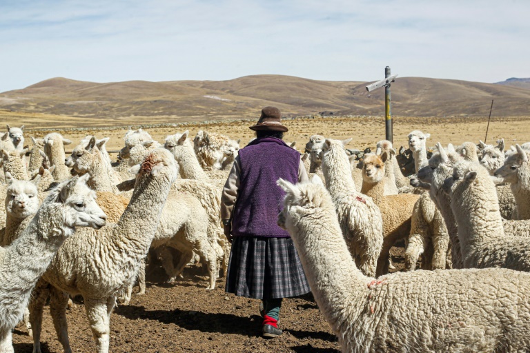 Perú, sequía, meteorología, animales, ganadería