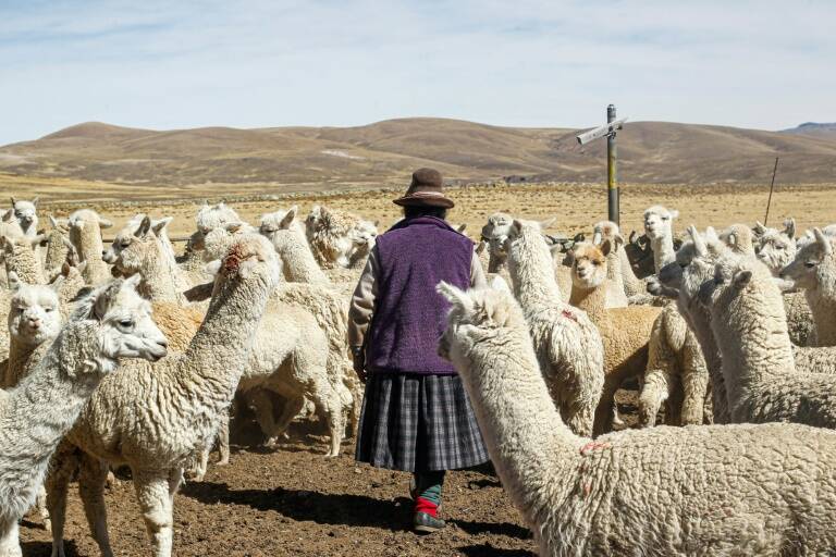 Per,sequa,meteorologa,animales,ganadera