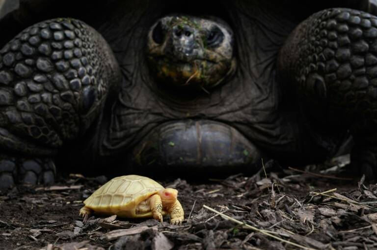 EEUU - ciencias - animales - reptiles - anfibios
