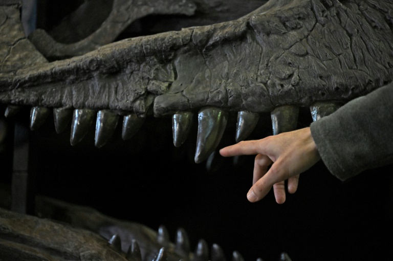 paleontology,Argentina,Dinosaur,animal