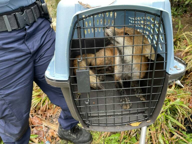 EEUU,animales,insólito,parlamento,policía