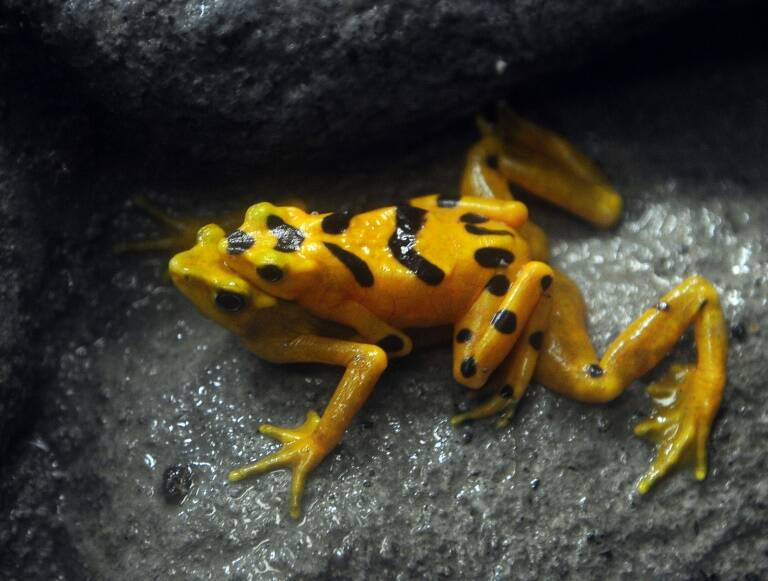 UN,climate,biodiversity,nature,COP15,IPCC