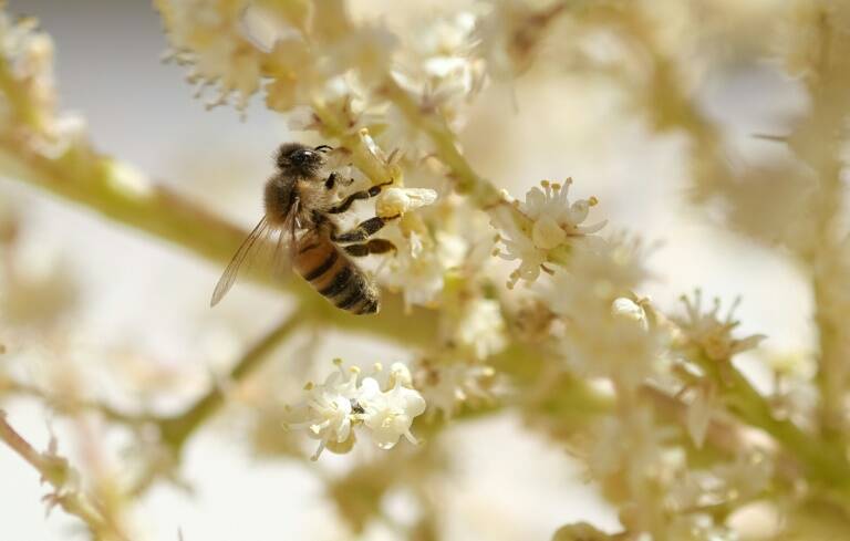 Australia - naturaleza - medioambiente - abejas
