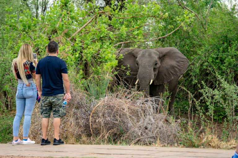 Zimbabwe, animal, elephants