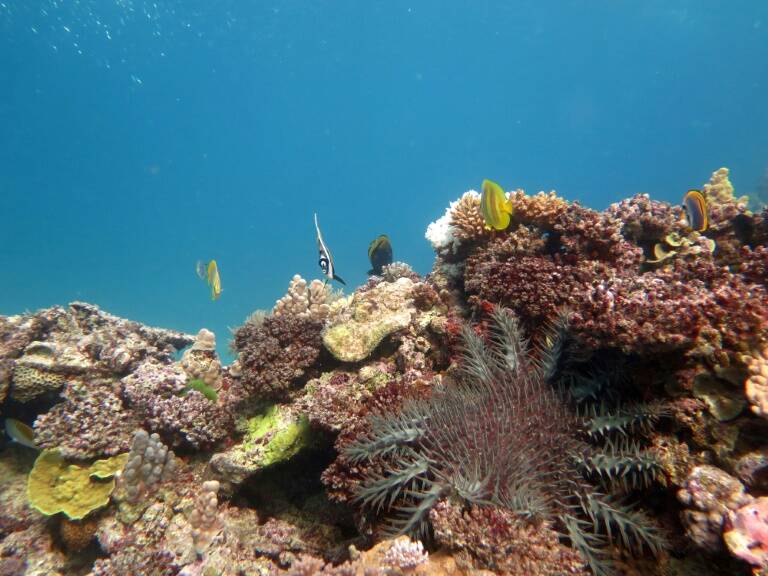 Australia - climate - ecosystem - reef