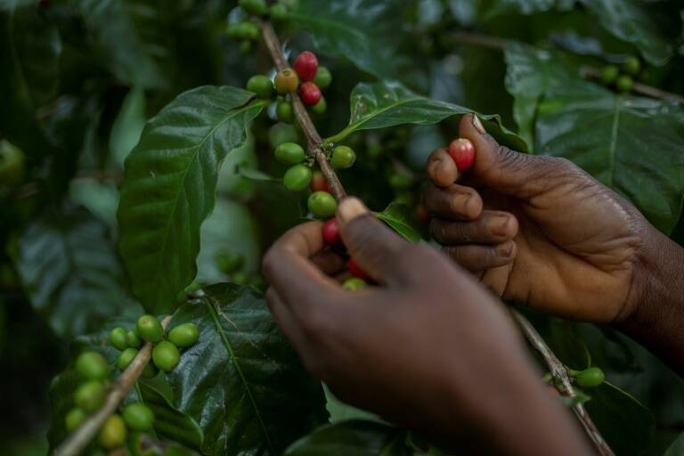 Mozambique,materias,primas,conflicto,preservación,bosques