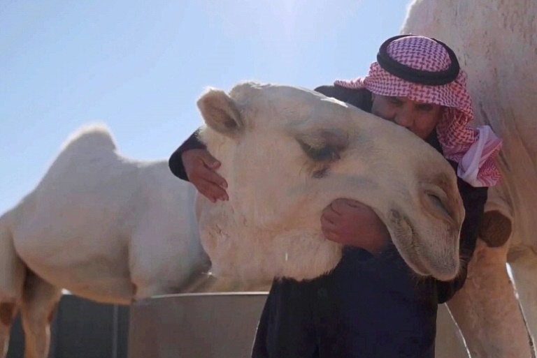 Arabie - tradition - chameaux