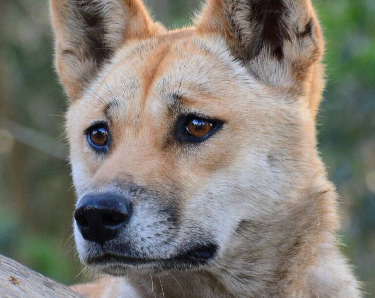 Science - Environment - animal - dingo - Australia