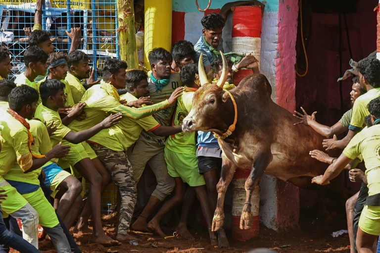 India - culture - animal