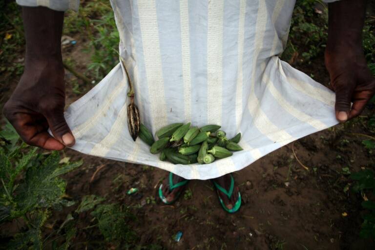 Health - chemistry - Okra - microplastics