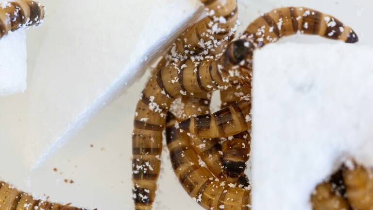 Environment - Science - plastics - superworms - synthetics