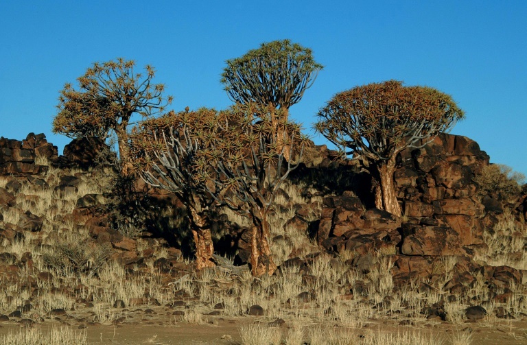 Sudfrica - clima - medioambiente - plantas