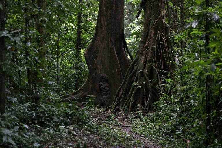 nature,plantes,environnement