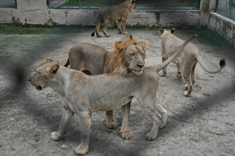 Pakistan, wildlife, lions