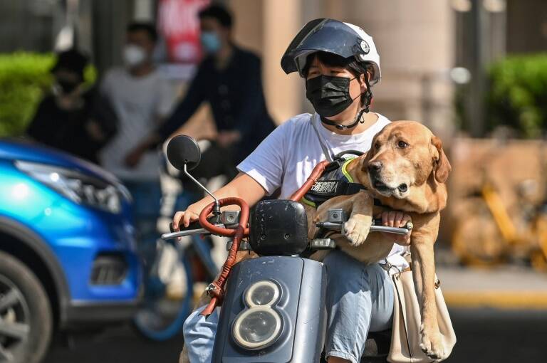 epidemia,virus,salud,China