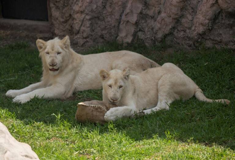 medioambiente,animales,Perú,México