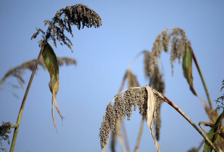 sequía - agricultura - EEUU - clima