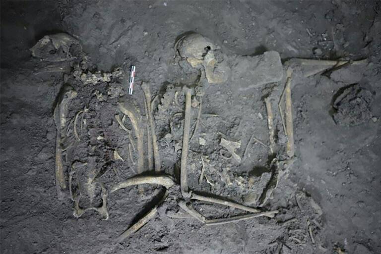 Science,archaeology,animal,Mexico