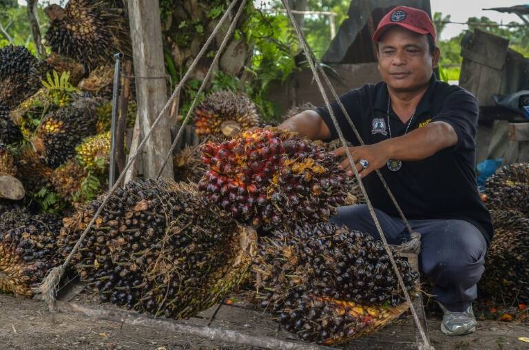 Indonesia - social - mercado - exportaciones - agricultura - alimentos