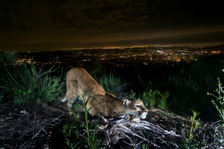 US - animal - mountain - lion