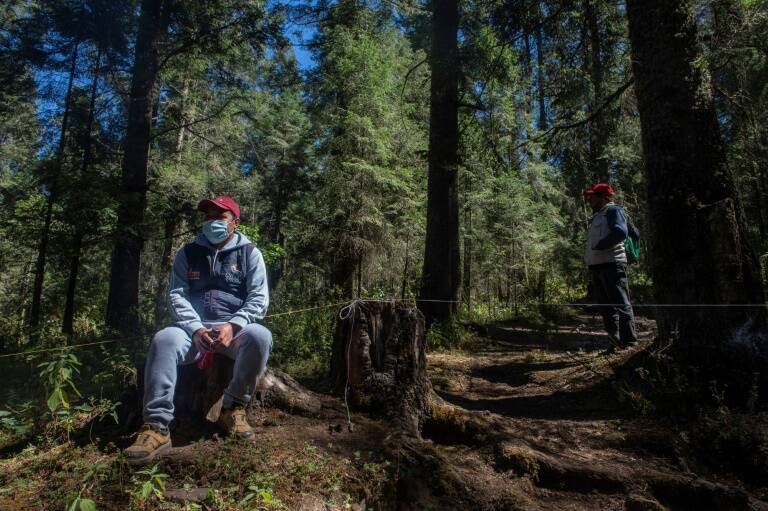 Mxico - medioambiente - bosques - crimen - organizado - criminalidad - derechos