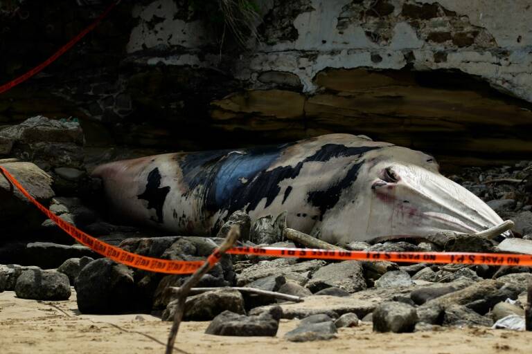 animales,naturaleza,ecosistema,ballenas