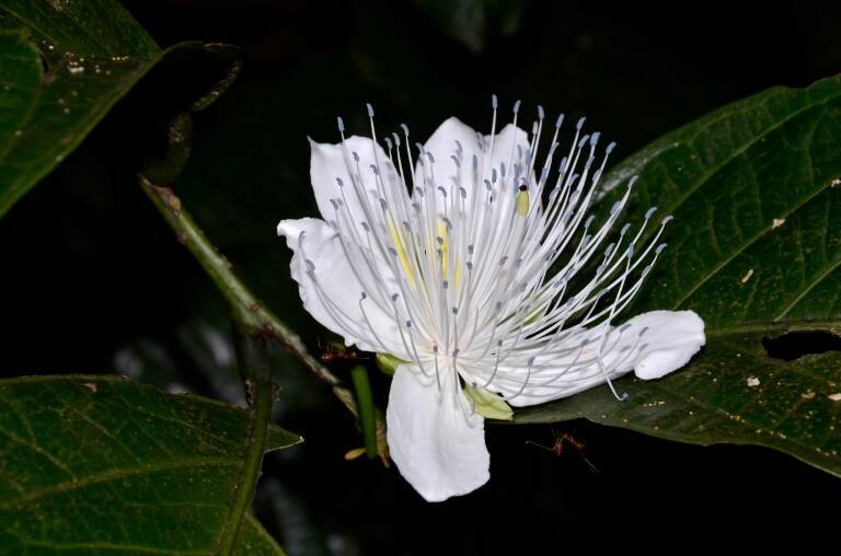 Tailandia,animales,Vietnam,Camboya,ríos,Birmania,preservación,Laos,bosques