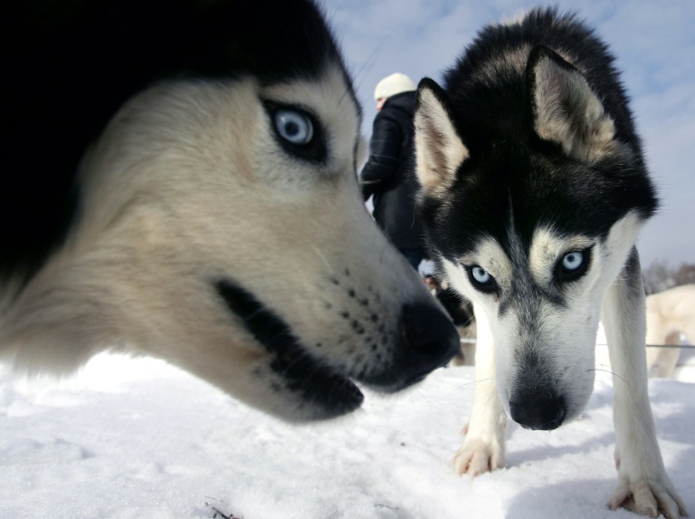 Science - dog - diet - Siberia - animal