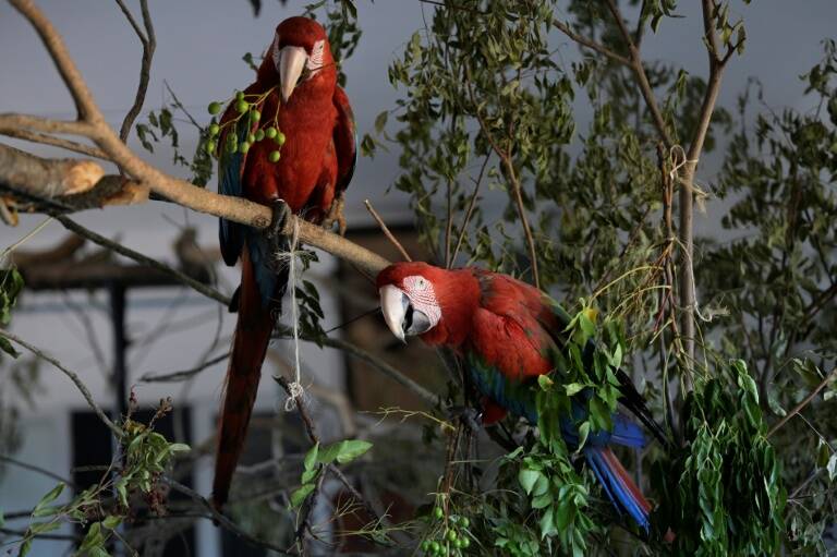 Argentina - incendio - medioambiente - animales