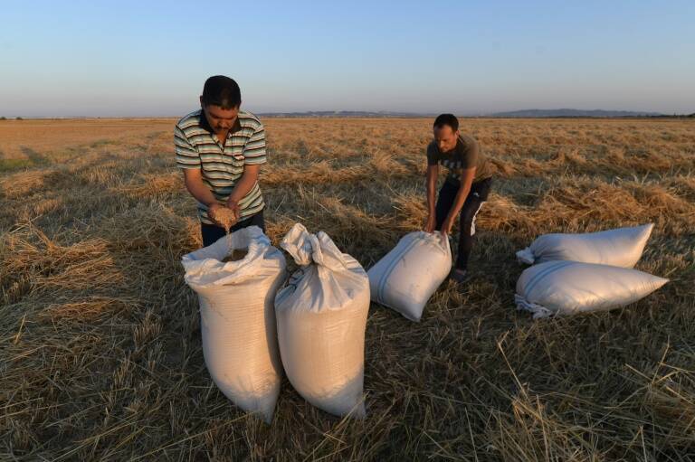 África,Túnez,CostadeMarfil,Ucrania,Rusia,conflicto,agricultura,alimentación
