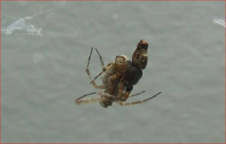 Science,animal,spider,science