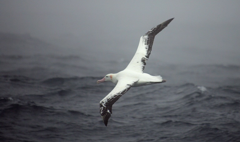 animaux - albatros - volution - zoologie