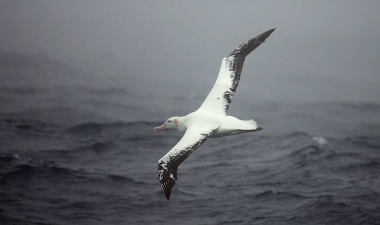 animaux - albatros - évolution - zoologie