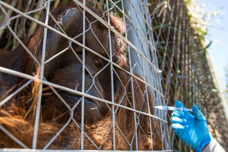 pandemia - animales - Chile