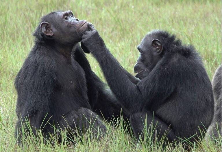 animaux,sciences,Gabon