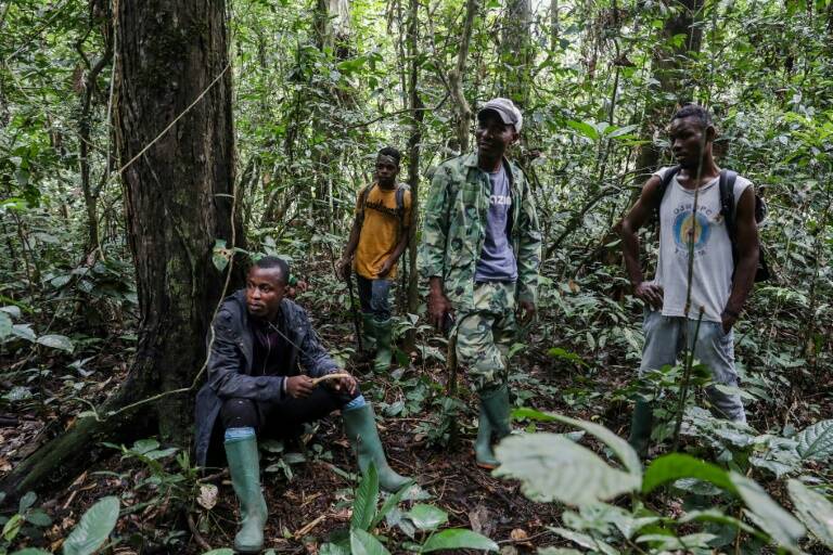 agriculture,conservation,animal,Cameroun