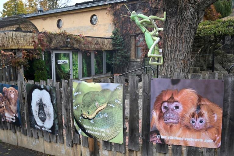 Sweden, animal, offbeat