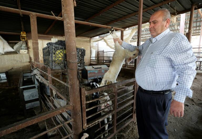 Palestiniens,agriculture,pidmie,Isral,animaux