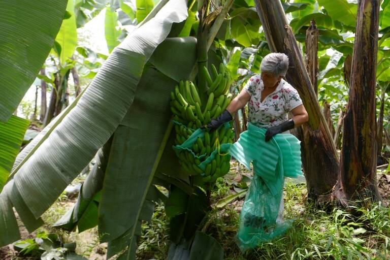 Ecuador - Rusia - Ucrania - guerra - exportaciones - comercio - cultivos