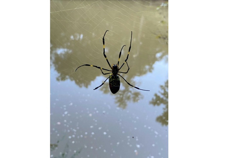 US - animal - spider - science