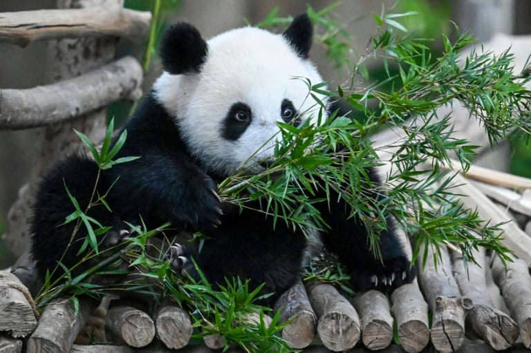 China - animales - paleontología - Panda