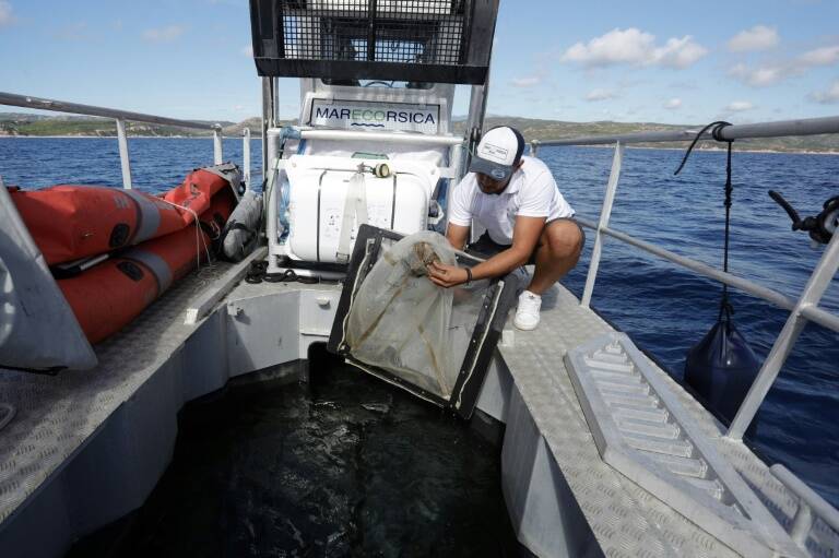 Francia - Mnaco - animales - ocanos - medioambiente - contaminacin - plsticos