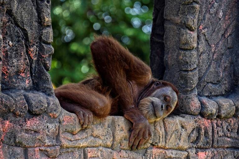Indonesia,animal,environment