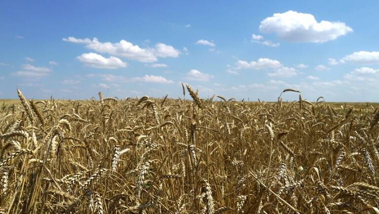 Turquía - Ucrania - conflicto - Rusia - ONU - cereales - agricultura - navegación