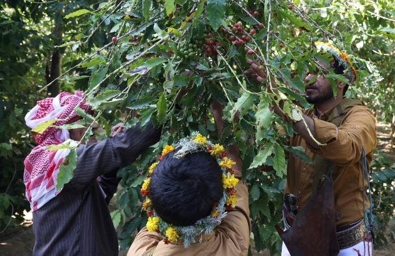 Arabie - économie - agriculture - café - bio - patrimoine - société