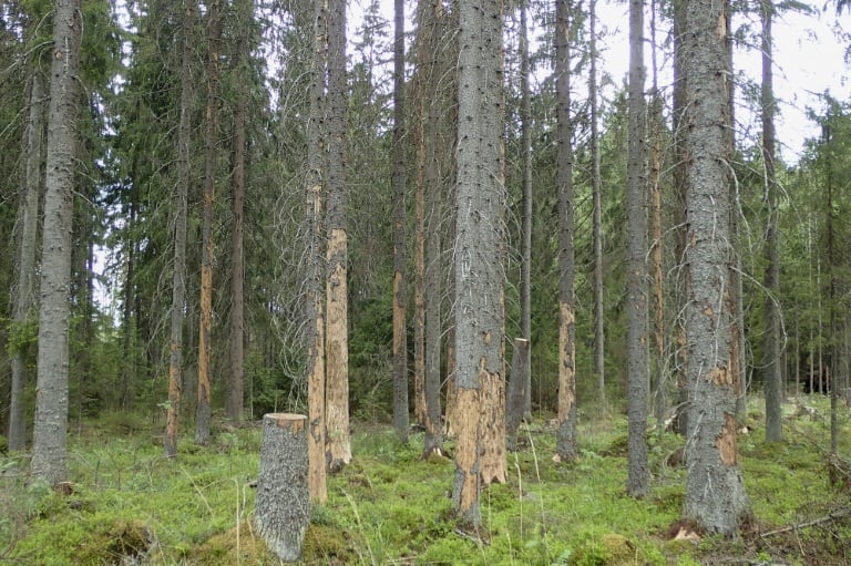Finland, climate, trees, environment