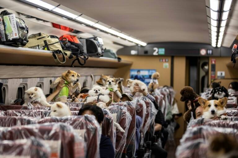 Japan - transport - animal - offbeat