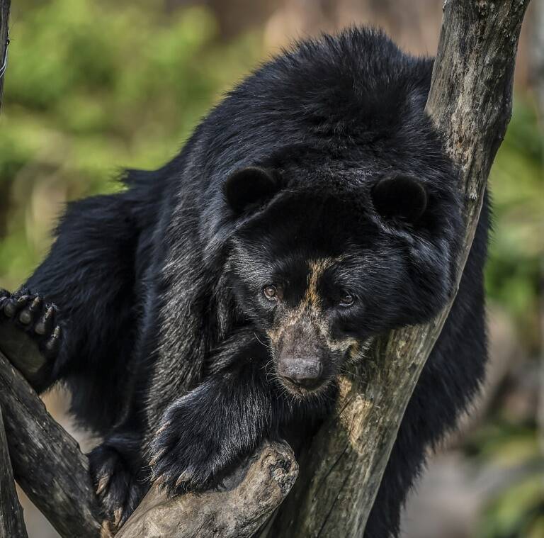 Perú,animales,medioambiente