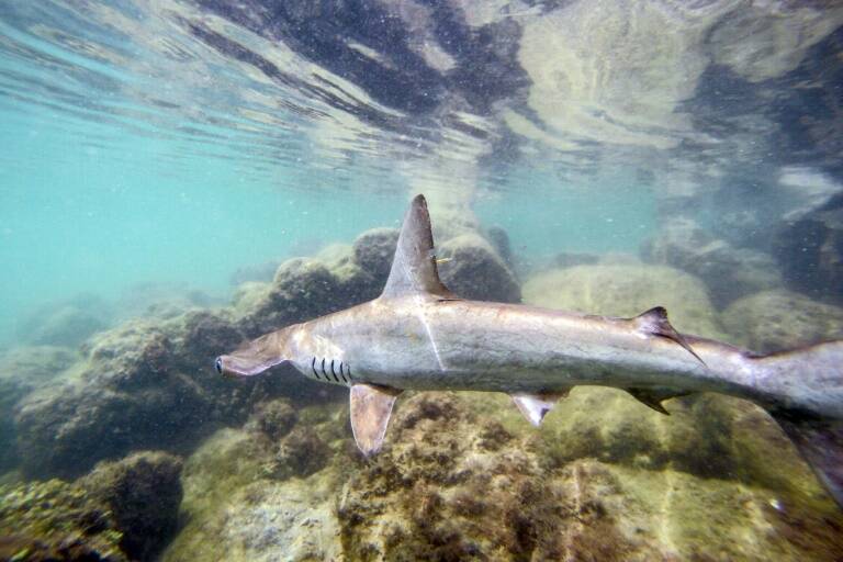 Ecuador,medioambiente,animales